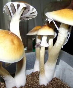 Buy Golden Teacher Mushroom online Germany, Agaric shrooms for sale Finland, Local suppliers of Liberty Caps Denmark Norway UK AU
