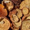 Buy Florida White (F+) Magic Mushrooms often gets 'put off' because it's name include 'F+' is however an A+, Canada, Australia, USA